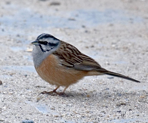 Хөмрөг (Цагаанхөмсөг хөмрөг)